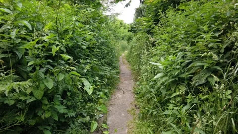 Walking along the forest path in summer Stock Footage 133719268