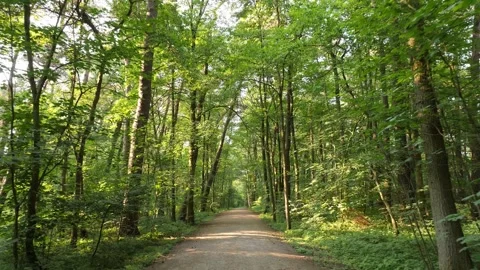 Walking along a forest path in summer Stock Footage 243205857