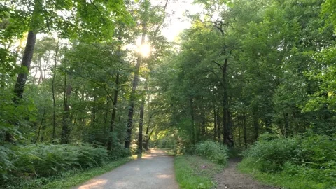 Walking along a forest path in summer Stock Footage 244243875