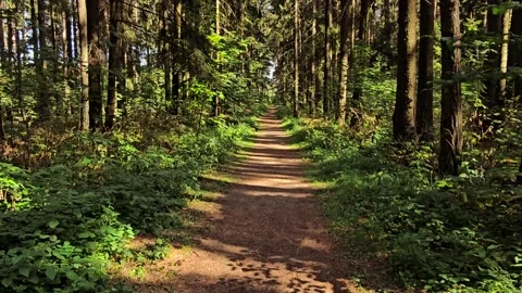 Walking along a forest path on a sunny day Stock Footage 250444388