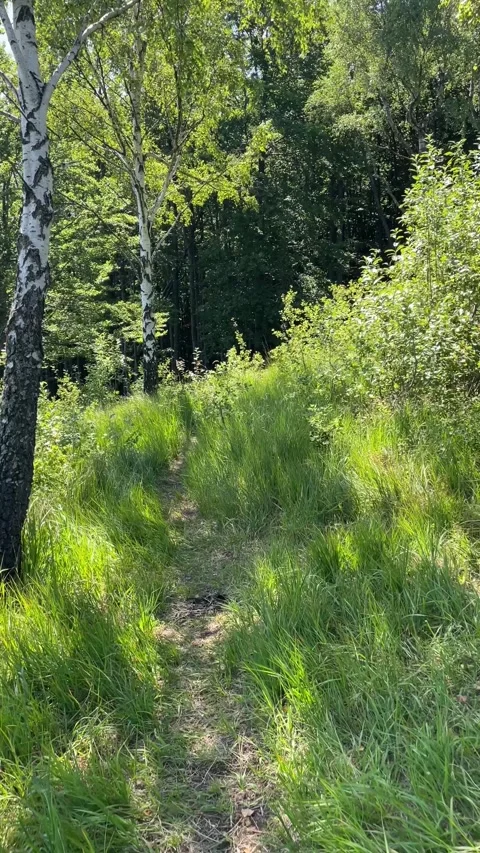 Walking along a forest path in sunny summer among trees and green grass Stock Footage 315396079