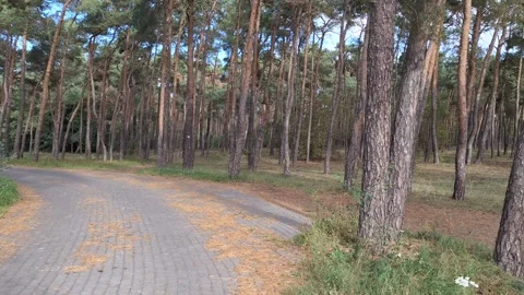 Walking Along a Forest Path Through a Scots Pine Forest in Poland Stock-Footage 347514172