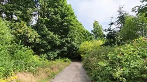 Walking along a forest path in Washington state Stock Footage 338418979