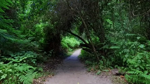 Walking along a forest path in the Wilderness Stock Footage 308917625