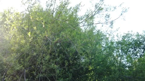 Walking along the forest, the rays of the sun through the branches Stock Footage 134641573