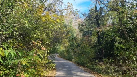 Walking along forest road surrounded by green autumn trees. Stock Footage 320601799