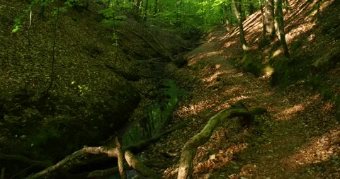 : Walking Along a Forest Stream in Wkrzańska Forest Szczecin Poland Vídeos de archivo 334331626