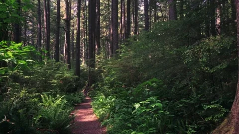 Walking Along Forest Trail Leading to Third Beach in La Push, Washington State Stock Footage 339080243