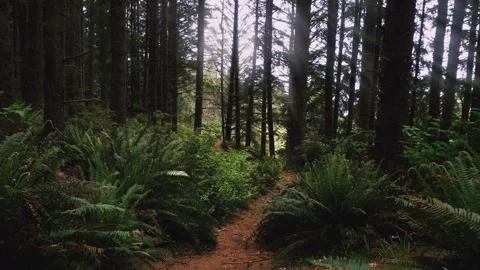 Walking along forest trail in Oregon with sun rays filtering through Stock Footage 276972997