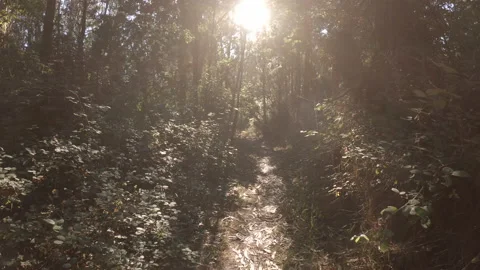 Walking along forest trail surrounded by trees, with bright sunlight Stock Footage 135421677