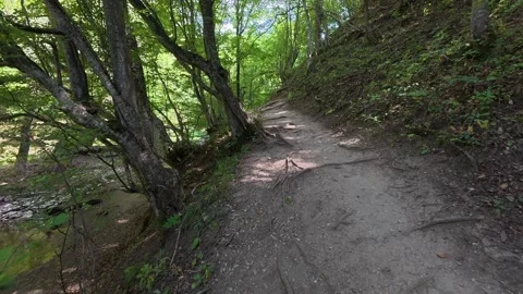 Walking along a forest trail with tree roots and greenery. Camera movement shows Stock Footage 317626371