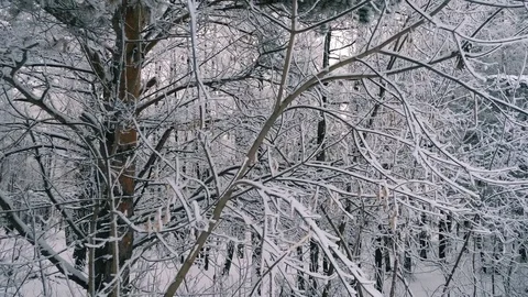 Walking along frozen forest in deep winter Video stock 83771015