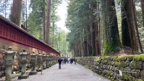 Walking Along Giant Pine Trees in Hakone Japan 動画素材 273262034