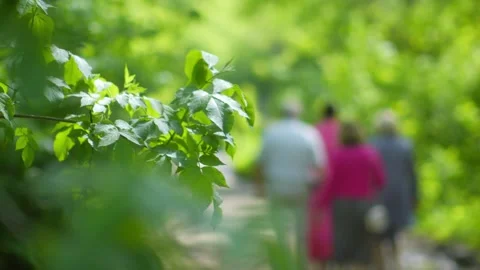 Walking along a green park path with vibrant leaves and people in the dista.. Stock Footage 293090770