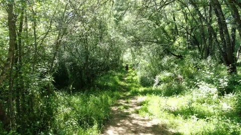 Walking along the green path Stock Footage 137041195