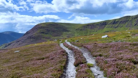 Walking Along Heather-Covered Mountain Path in Scottish Highlands 스톡 동영상 320394381