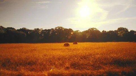 Walking along a highway in Texas Stock Footage 68503022