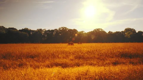 Walking along a highway in Texas Stock Footage 68503023
