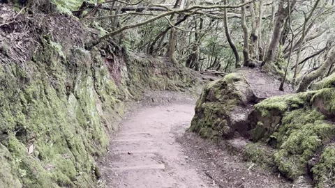 Walking Along Laurel Forest Trail in Parque Rural de Anaga, Tenerife 库存影片 326194241