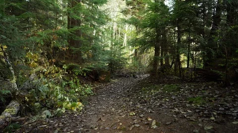 Walking along a leaf covered trail in a costal forest Video stock 123299887
