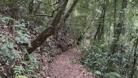 Walking Along Lush Forest Path in Dense Tropical Jungle, POV Tracking Shot Stock Footage 324789864