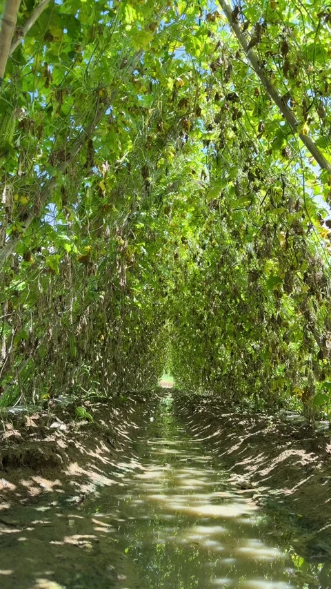 Walking along a narrow irrigation canal under a green tunnel of climbing crops o Vídeos de archivo 344710855