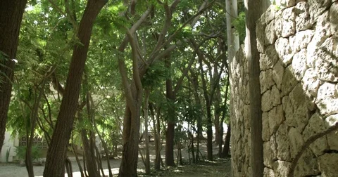 Walking along a narrow wooded pathway Stock Footage 80295663