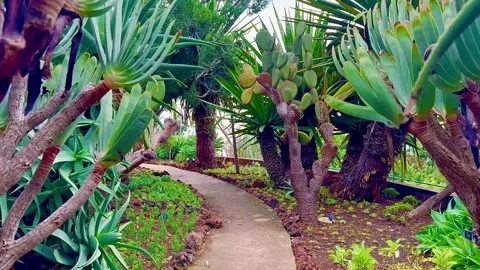 Walking along the path among cacti and large aloe. Stock Footage 305744238