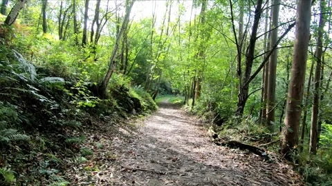 Walking along a path in a beautiful forest Stock Footage 275251780