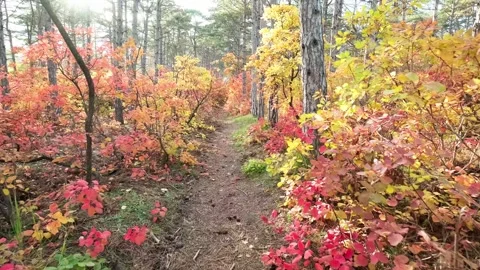 Walking along path in coniferous autumn forest 库存影片 301420469