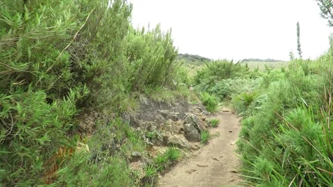 Walking along the path covered by dwarf bamboo in a cloud forest Stock Footage 162155205