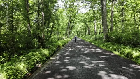 Walking Along a Path in the Forest Stock Footage 321052586