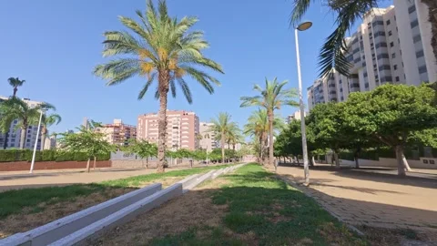 Walking along a path lined with palm trees in a city during a sunny day Stock Footage 340192079
