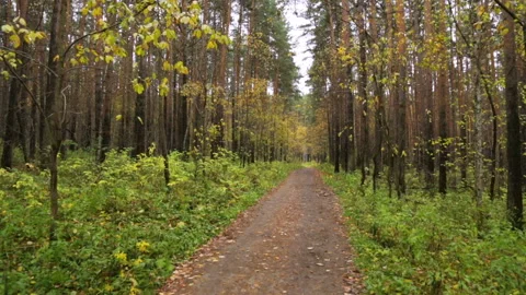 Walking along a path in park Видео 102846923