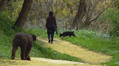 Walking along the path. Sadness Vídeo Stock 44238610