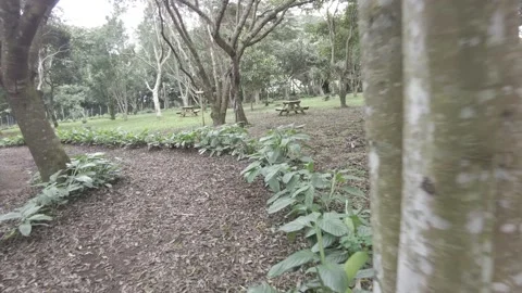 Walking along a path surrounded by trees and vegetation of Costa Rica Stock Footage 168396770