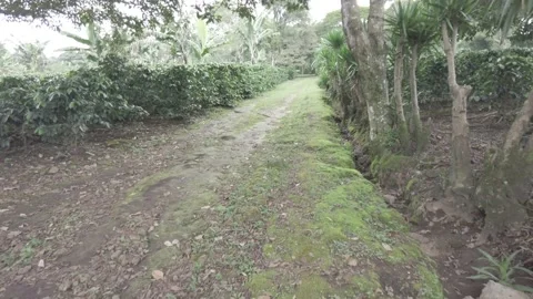 Walking along a path surrounded by trees and vegetation of Costa Rica Stock Footage 168397703