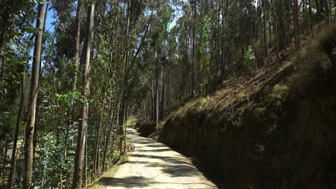 Walking along a path in a tall pine forest on the trek to the Radian lagoon in Stock Footage 164592101