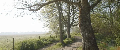Walking Along Path with Trees and Sun Light Flares Video stock 129310270