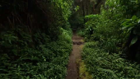 Walking along a path in a tropical forest Stock-Footage 307439956