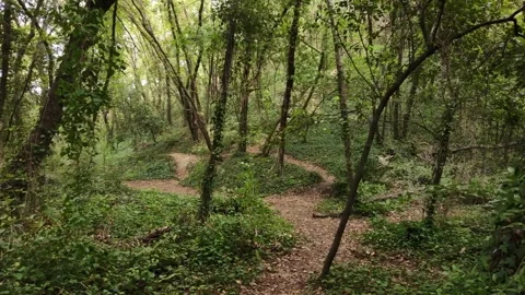 Walking along a path in the woods, among trees and dry leaves Stock Footage 319940243