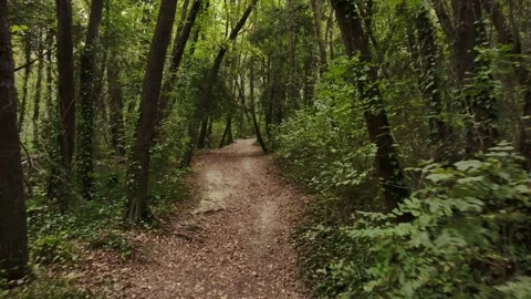 Walking along a path in the woods in early fall Stock Footage 319939578