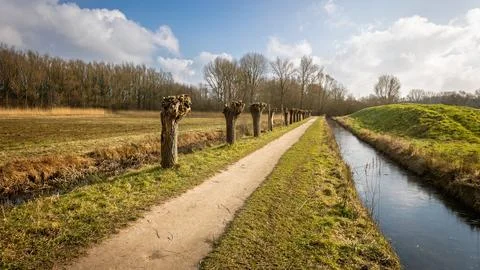 Walking along the paths with the pollard willows in the park called 'Englis.. Stock Photos