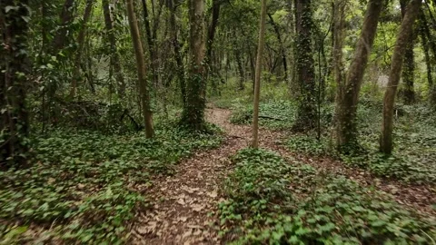 Walking along a pathway in the forest, among trees and dry leaves Stock Footage 319940259