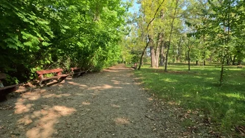 Walking along a paved park path surrounded by green trees and bushes on a s.. Stock Footage 318965277