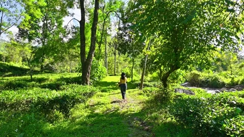 Walking Along a Peaceful Forest Trail Video stock 340277646