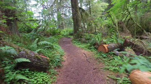 Walking along rain forest trail Olympic Peninsula Wa. State 動画素材 64055640