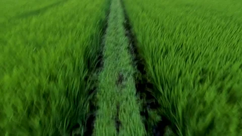 Walking along rice paddy field footpaths Stock Footage 246515317