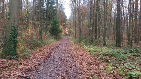 Walking along the road of forest in fall autumn leave on it in the daylight Stock Footage 82681111