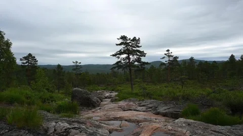 Walking along a rocky stream in a forested area of Norway near the mountain.. Stock Footage 340214499